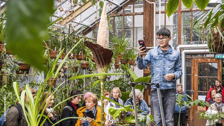 罕见的“阴茎植物”物种在 20 年后开花 花园游客参观阴茎植物